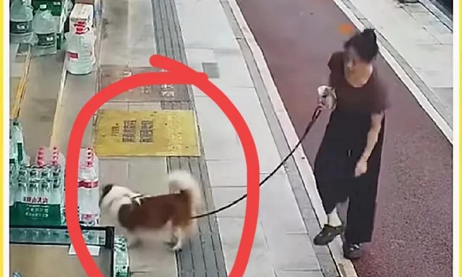 所谓遛狗，实际上就是把自家的狗带到公共区域排便排尿。要是狗在草地或者树丛里排便也