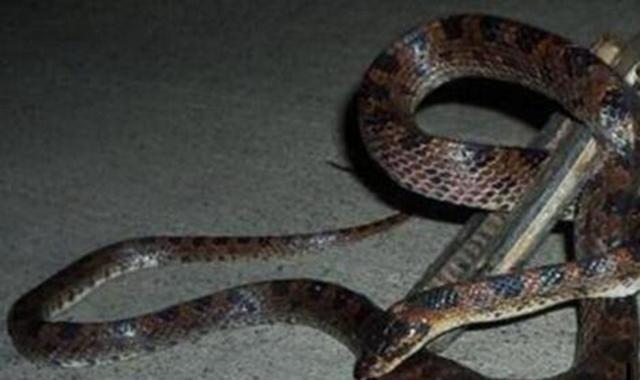 1983年陕西发生洪灾，一个月后街头出现成千上万的蛇，怎么回事？那年7月底，安