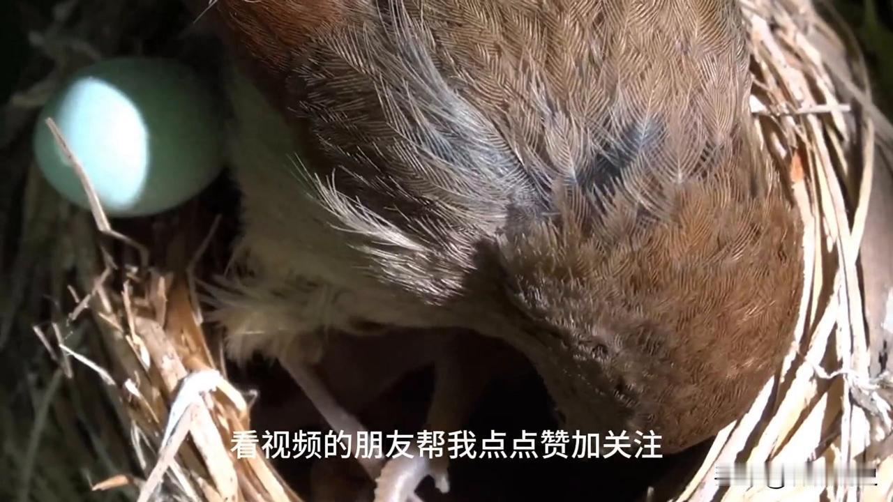 这个鸟中“败类”，骨子里刻着狠毒，却被世人称颂了两千年！[无奈吐舌]布谷鸟也就是我