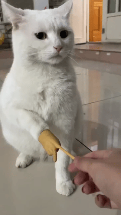 猫：对不起我的事情少做～​​​