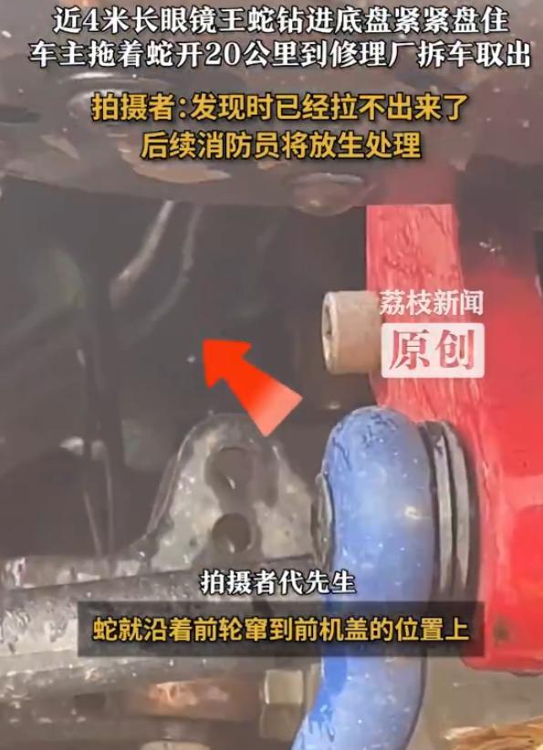 太吓人了！7月6日，西藏墨脱，一位司机开车经过时，突然一条近4米长的眼镜王蛇横穿