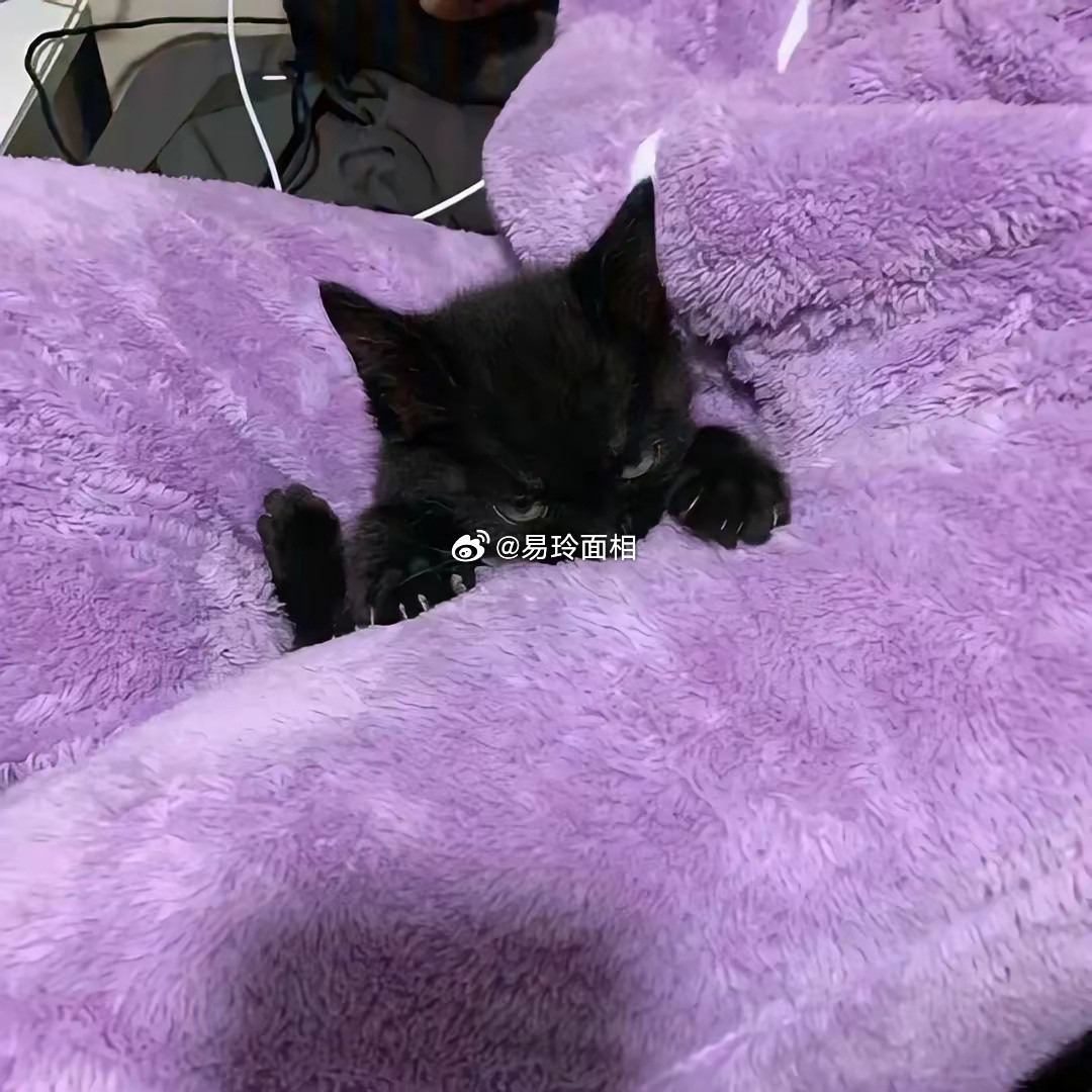 狮子座是不是出门都自带光环？狮子座的人，天生就有一种领袖的气质，他们热情、大方，