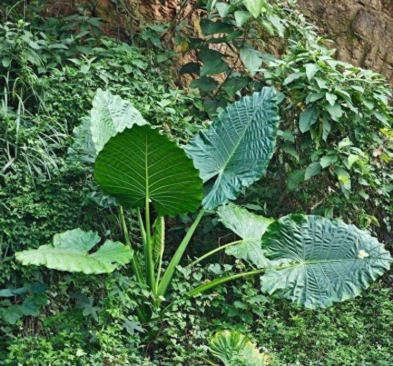 防不胜防！深圳，一名宝妈带着2岁的儿子在公园游玩的时候，孩子趁着妈妈不注意，吃了