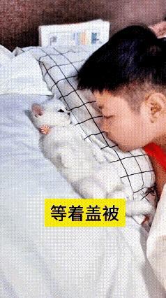 世间最温柔的陪伴，莫过于孩童与小猫纯白奶猫静卧枕畔，安分等待小主人共眠一方小