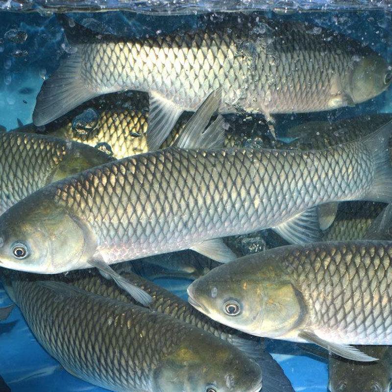 水产区的又现科技与狠活，央视新闻来揭秘！3月22日，央视新闻发布，水产区销售的