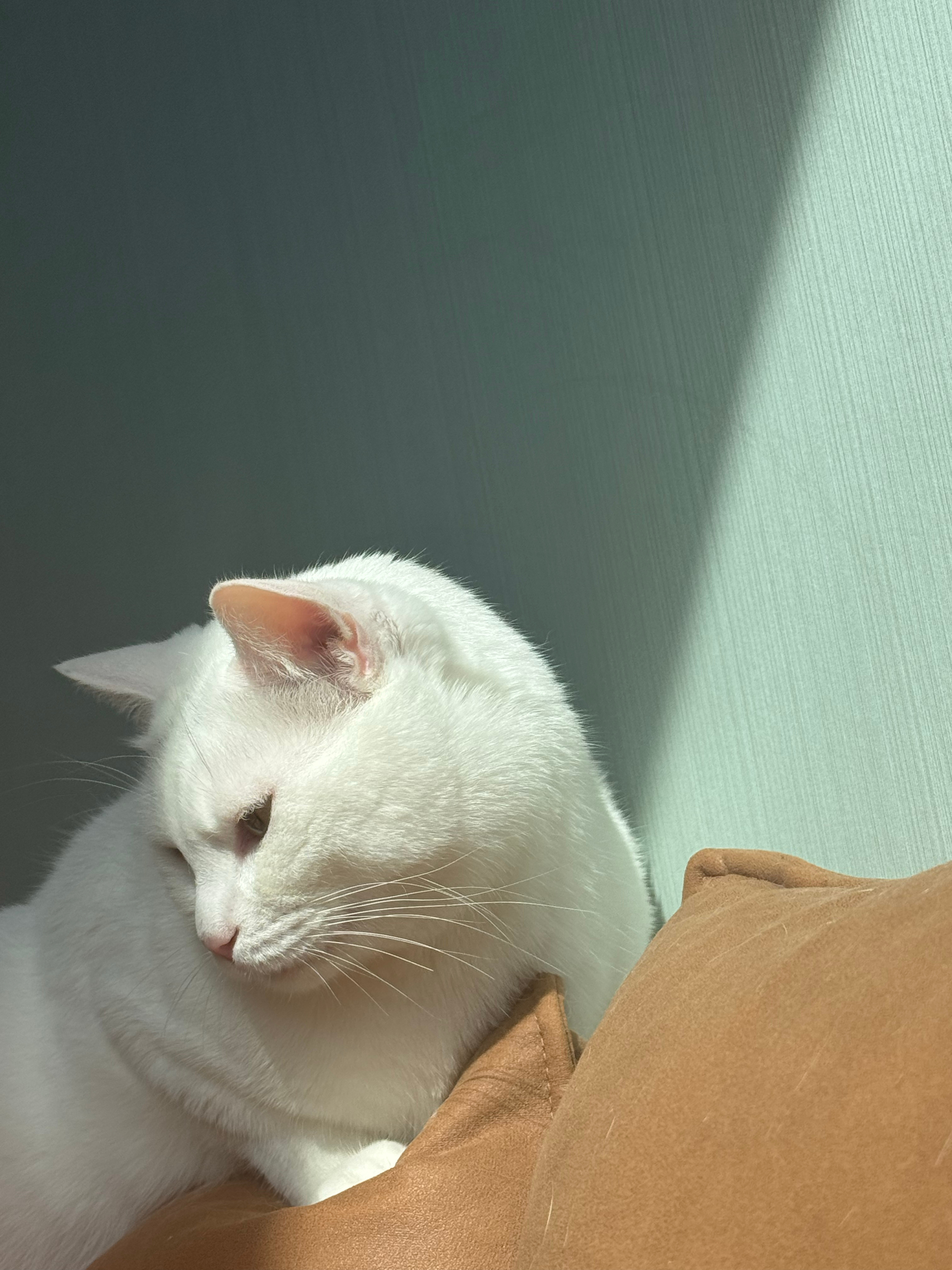 《我的小猫林小白》一袋猫粮的重量，2000克。200块人民币的重量，2300毫克。她向我要的是后者，