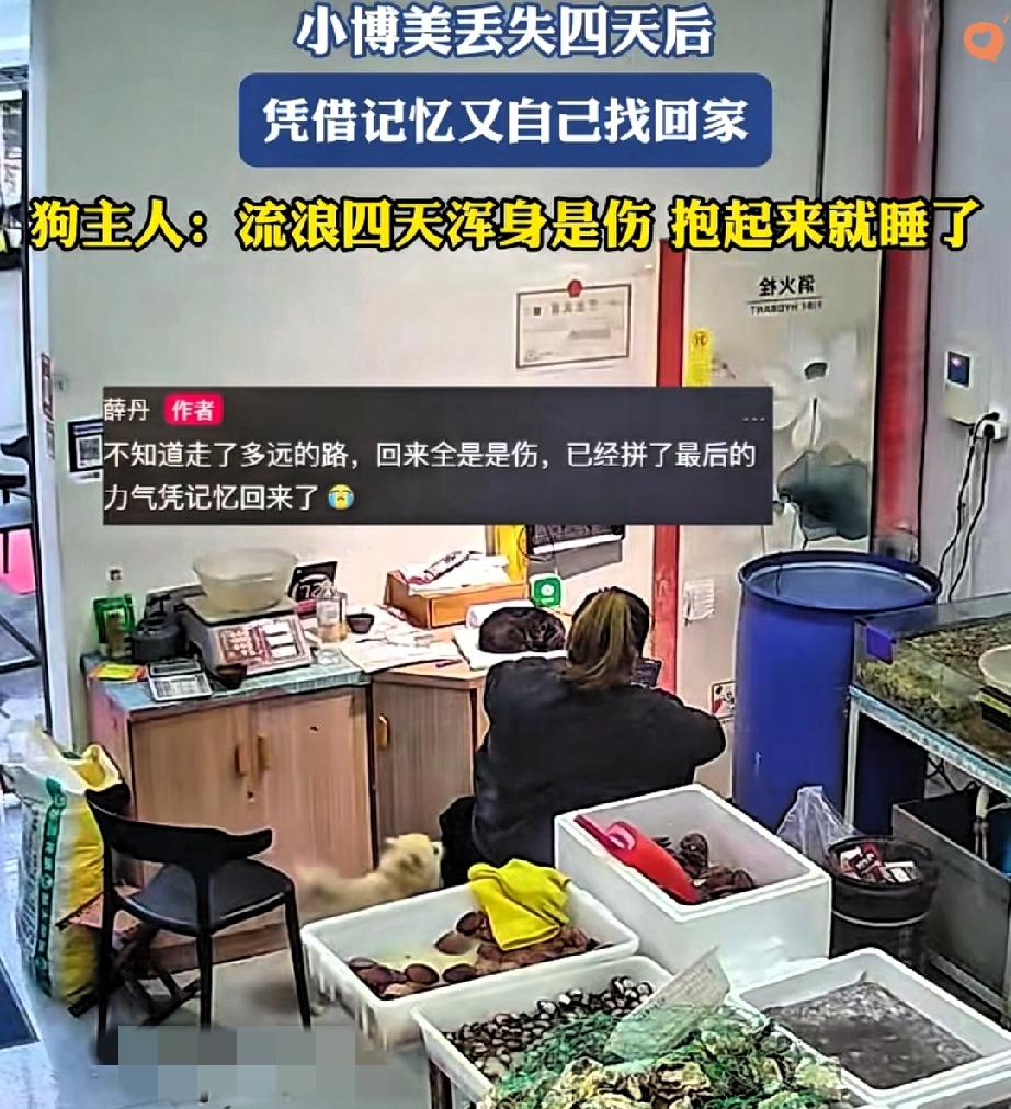 这真是“狗狗界的千里走单骑”啊！山东一位菜店老板娘，忙到没空盯狗，结果狗狗挣
