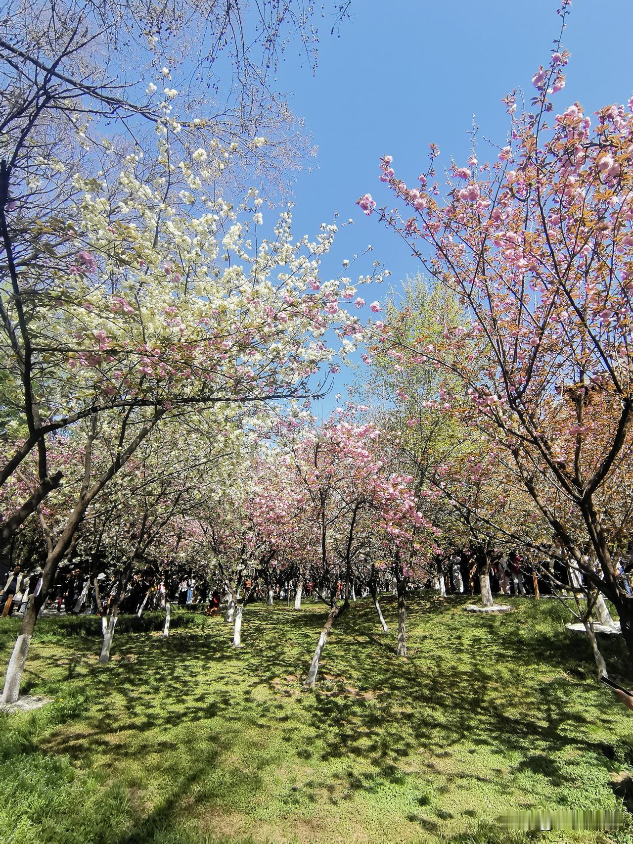 植物，花草树木，能不能像宠物猫狗一样，给人情绪价值？答案是肯定的，但要看人，看