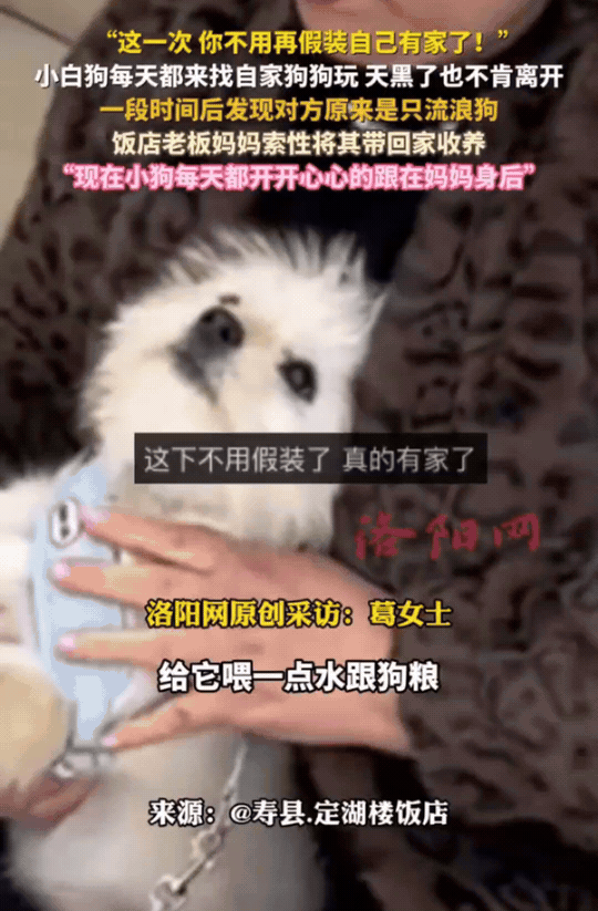 太有灵性了！12月13日报道，安徽淮南，有一只小狗经常来葛女士家的饭店玩儿，她开