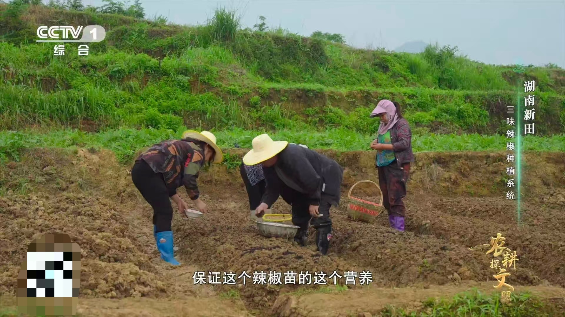 湖南新田的种植智慧太绝了！剪尾田螺秒变“天然穴盘”，保温保湿助发芽。移栽时再埋几