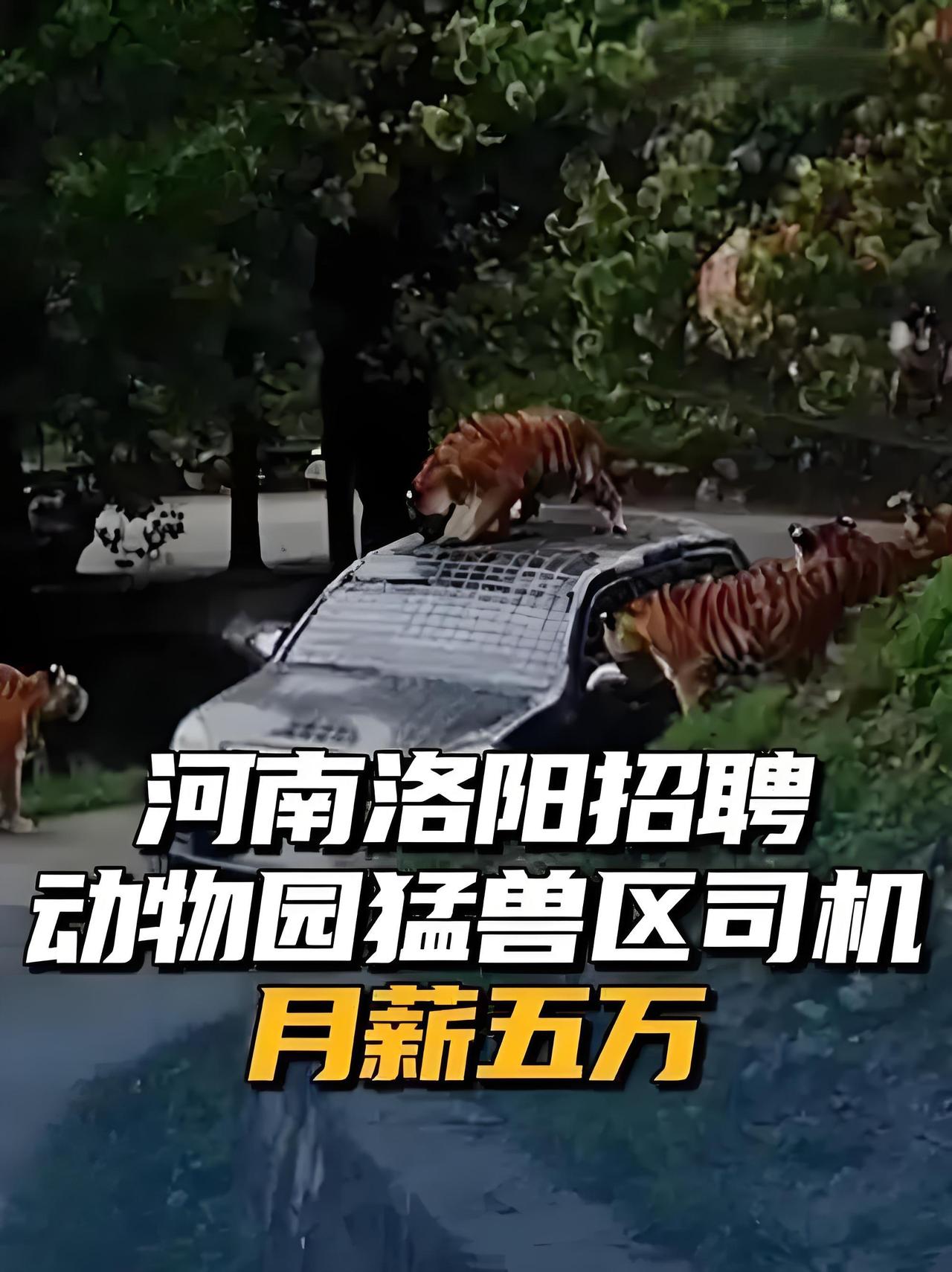 标题：月薪5万招猛兽区司机？这钱赚的是“玩命钱”还是“血汗钱”？最近，一家动