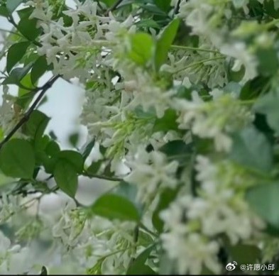 络石藤（万字茉莉）1.栽培方式：园土+腐叶土+粗沙，普通疏松土即可；木质爬藤，