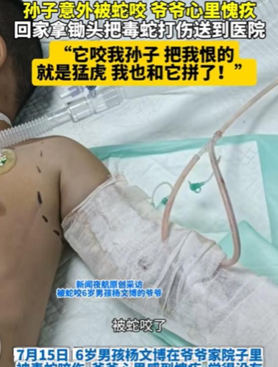 “有仇必报！”7月15日，黑龙江，孙子意外被毒蛇咬，爷爷感到很愧疚，竟然立马回家