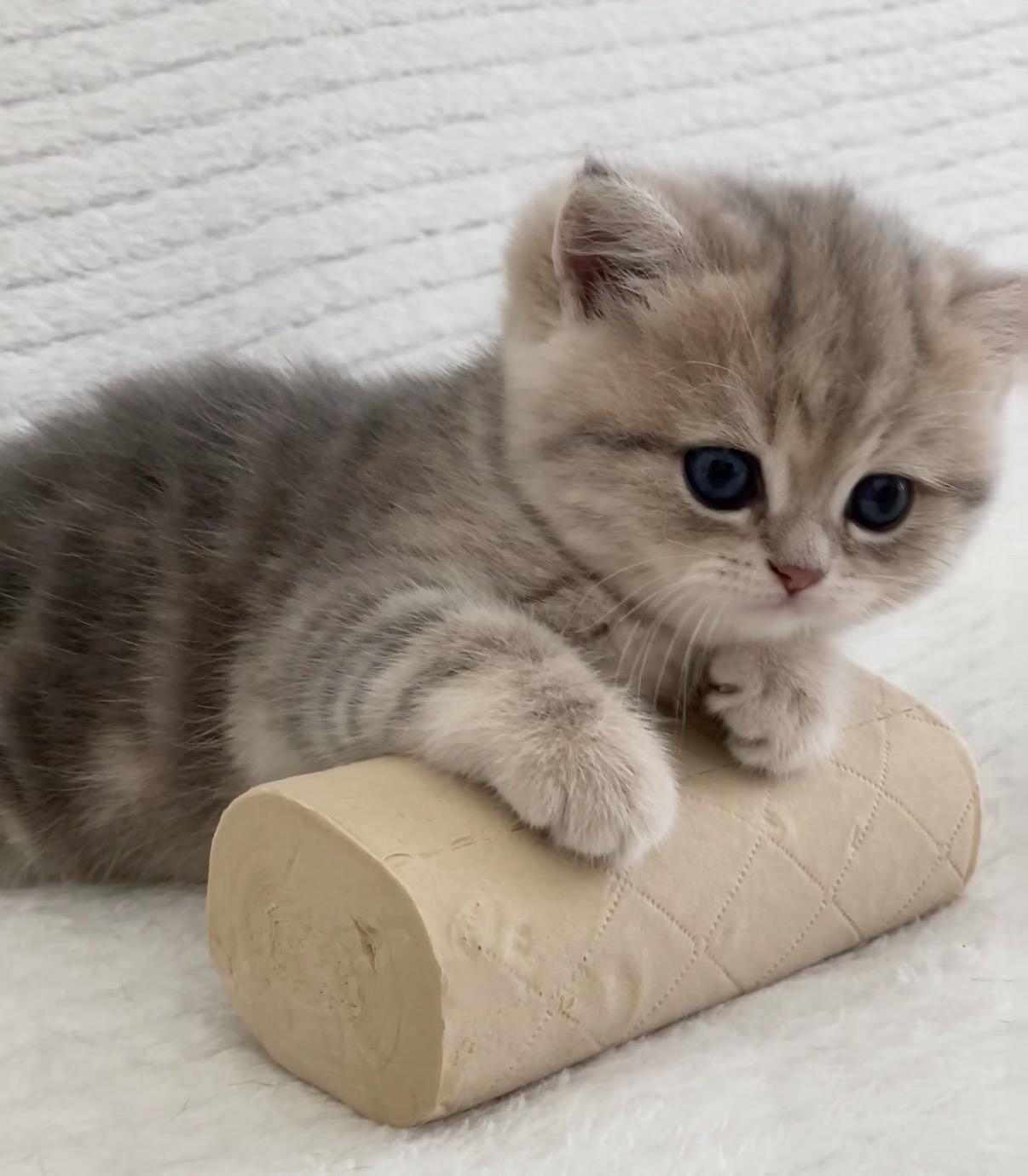 分享一下你家猫咪躺的照片我家橘猫最近解锁了新睡姿，昨天推开门找了三分钟才在沙发