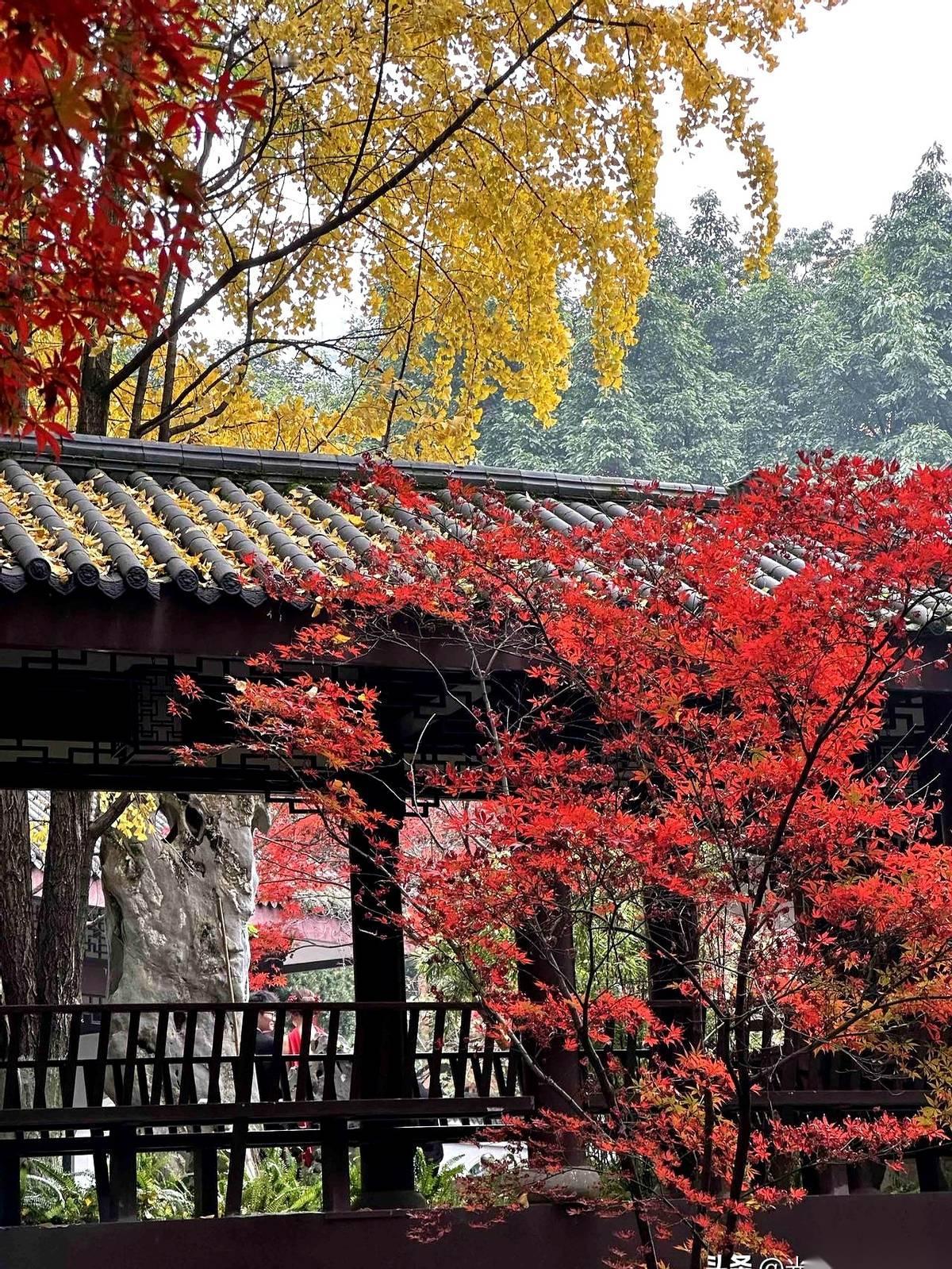 我一直以为，重庆的秋天就俩颜色。火锅的红，还有天空永恒的灰。结果今天，被一抹