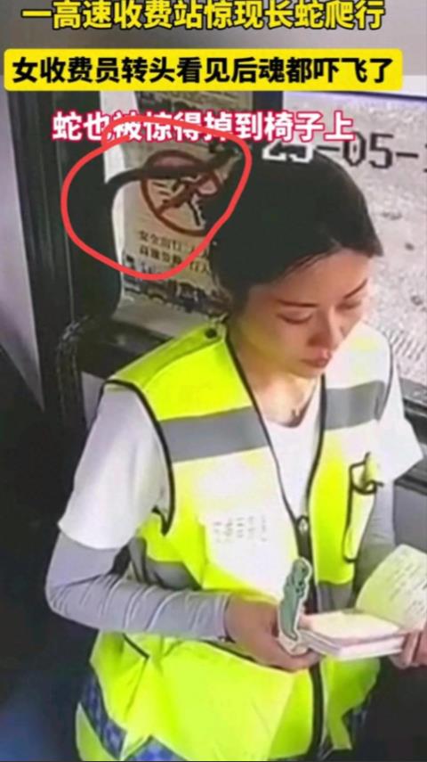 “上班跟蛇对上眼了！”四川一个高速收费站，一位女收费员正在翻着册子，查看路面状况