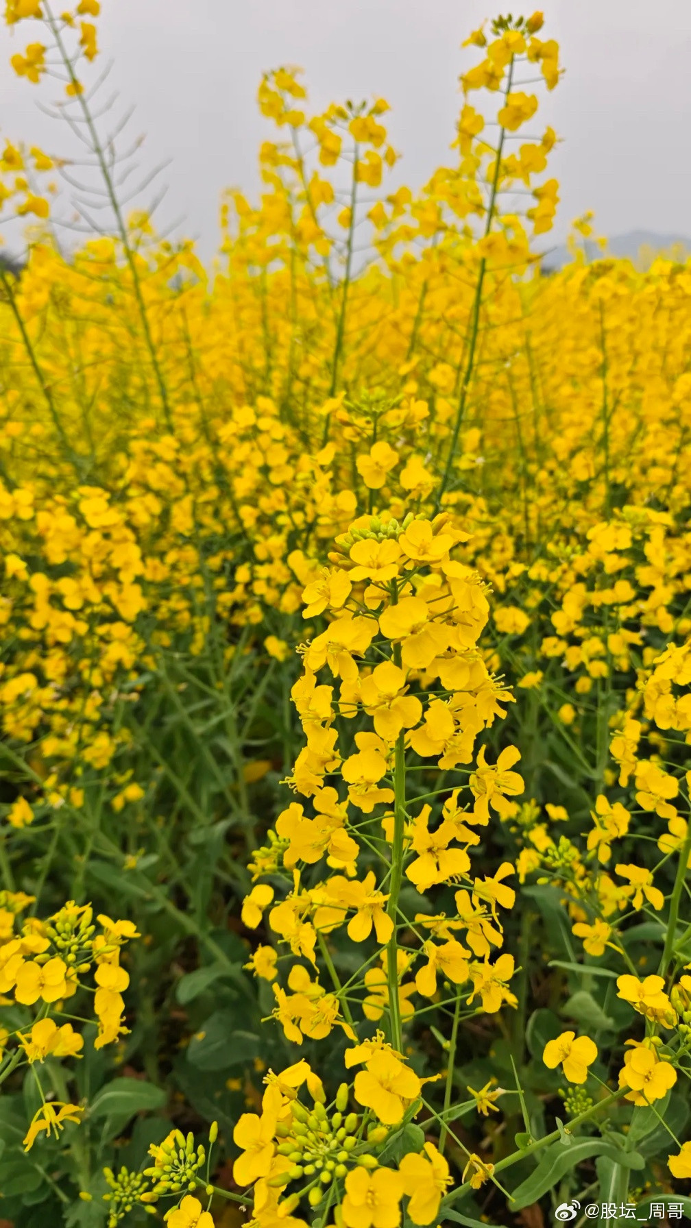 周末股民都有点懵了，最大的消息还是中东局势相关，但是大家已经被消息影响的不知真真
