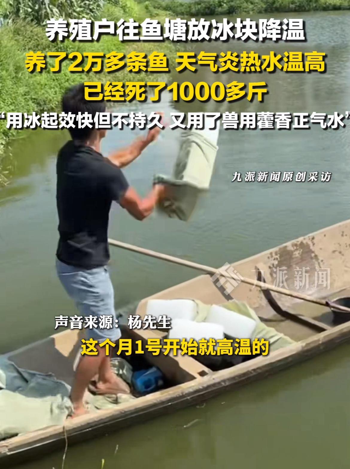 这天气热得连鱼都受不了咯！7月11日，湖南岳阳一鱼塘养殖户，为了给自家的鲈鱼降温