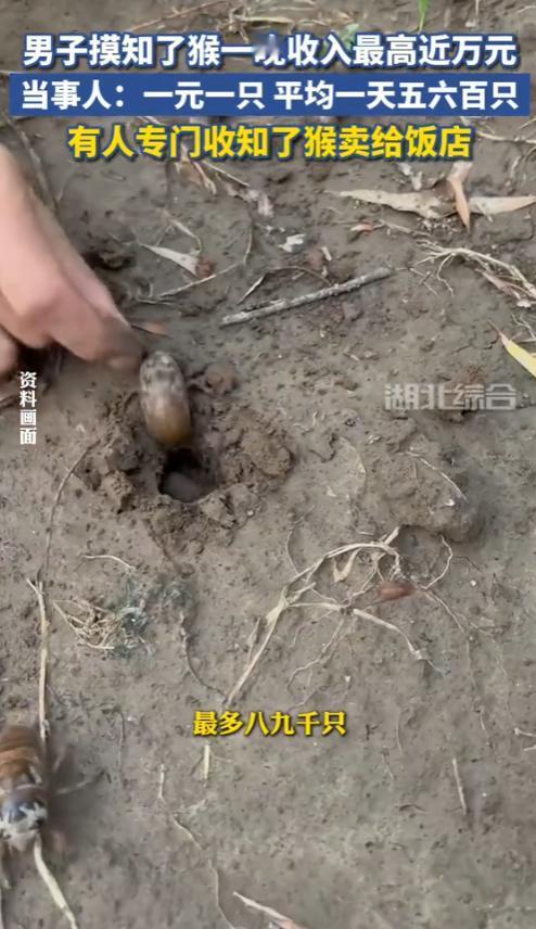 “这就是白捡钱啊！”7月15日，河南平顶山，一男子去摸知了猴，一晚上竟然收入高达