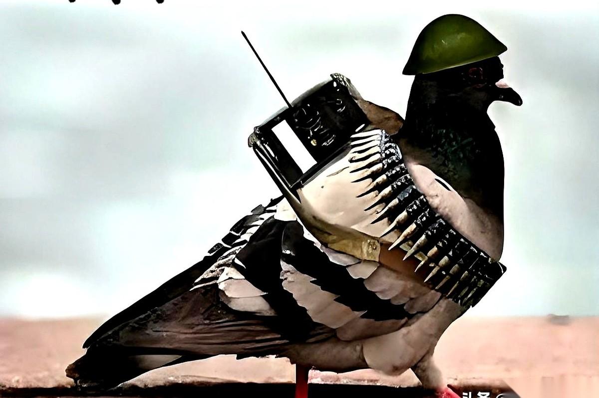 你知道吗？有三只鸽子，是活活累死的。不是饿死的，不是病死的，是在离家不到十公里