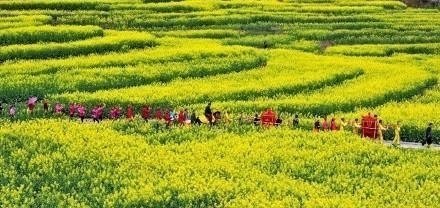 中国最美的油菜花海：1、汉中；2、江苏兴化；3、湖北荆门；4、云南罗平；5、重庆