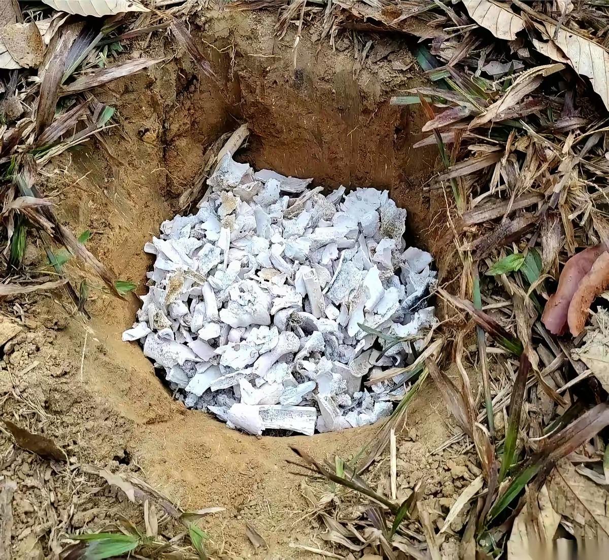 我一直以为树葬，是在一棵专属于家人的树下，挖个坑，把骨灰盒放进去。主要信源：