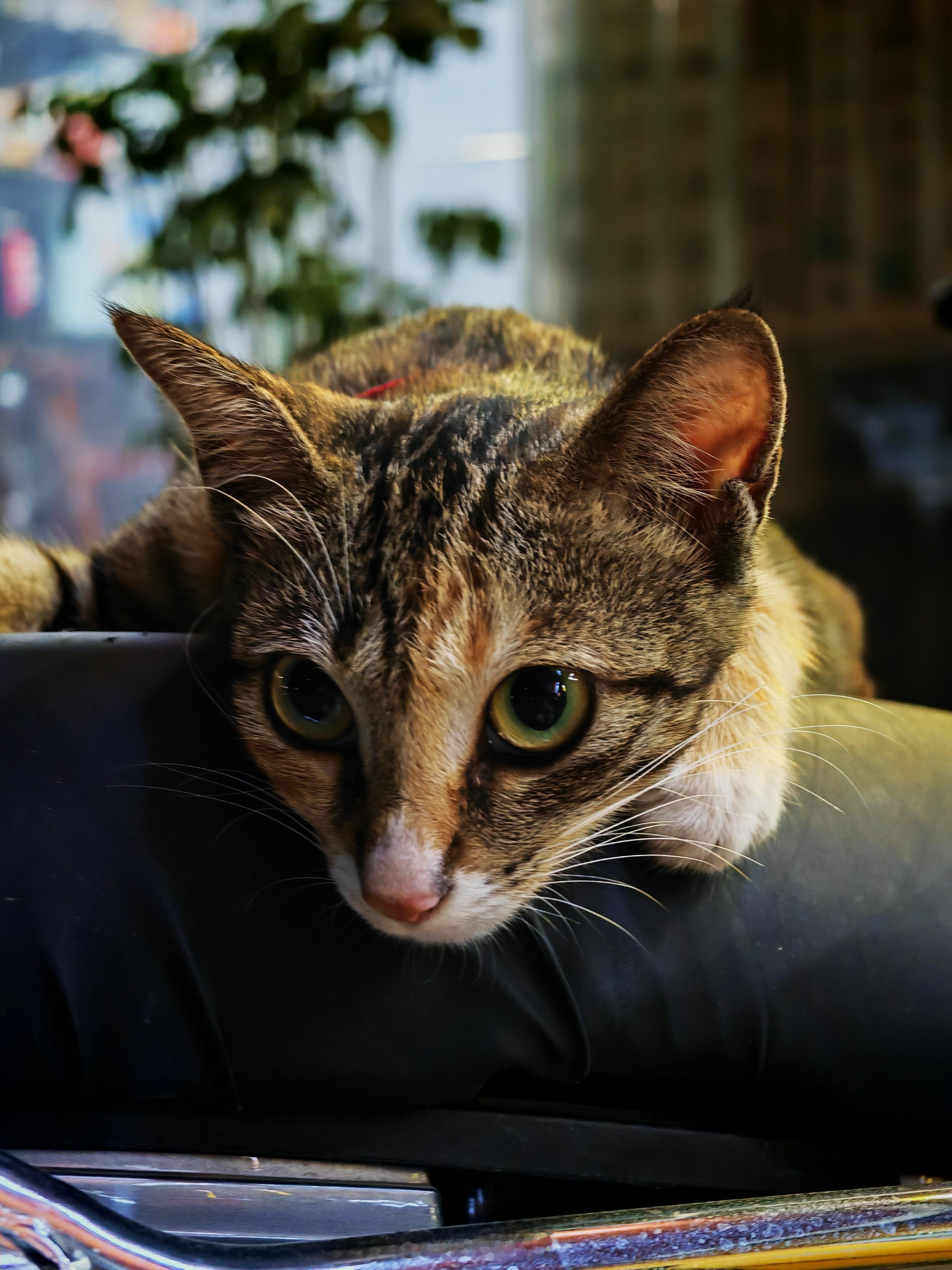 家养猫和流浪猫的区别一下子就看出来了，虽然第一只很瘦，但是它被养的很好，怀孕两个