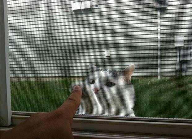 😿：你还不能出来玩吗？哦，那我过两周再来看你！