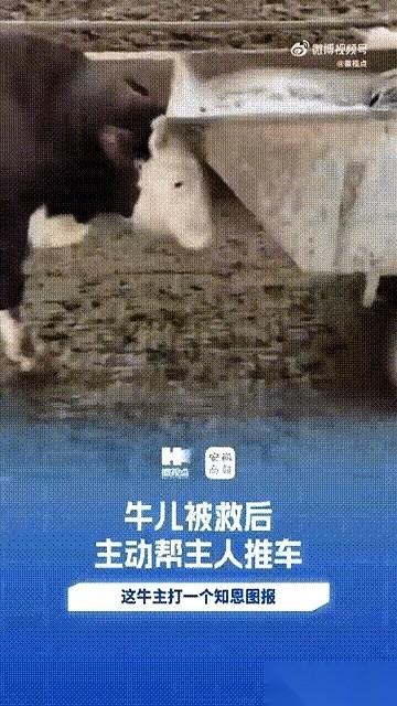 一头牛，帮主人推了七年车。拉饲料的车，清牛粪的车，只要主人推着费劲，它就自己从