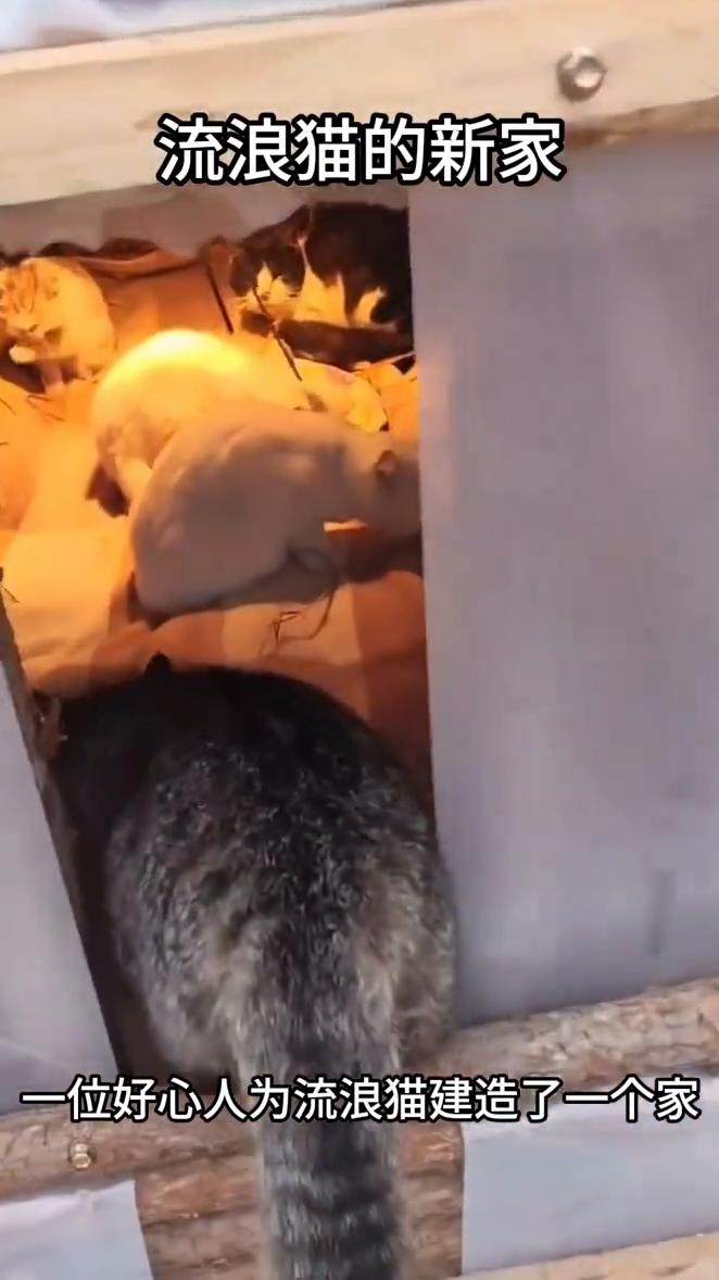流浪猫的新家。一位好心人为流浪猫建造了一个家。