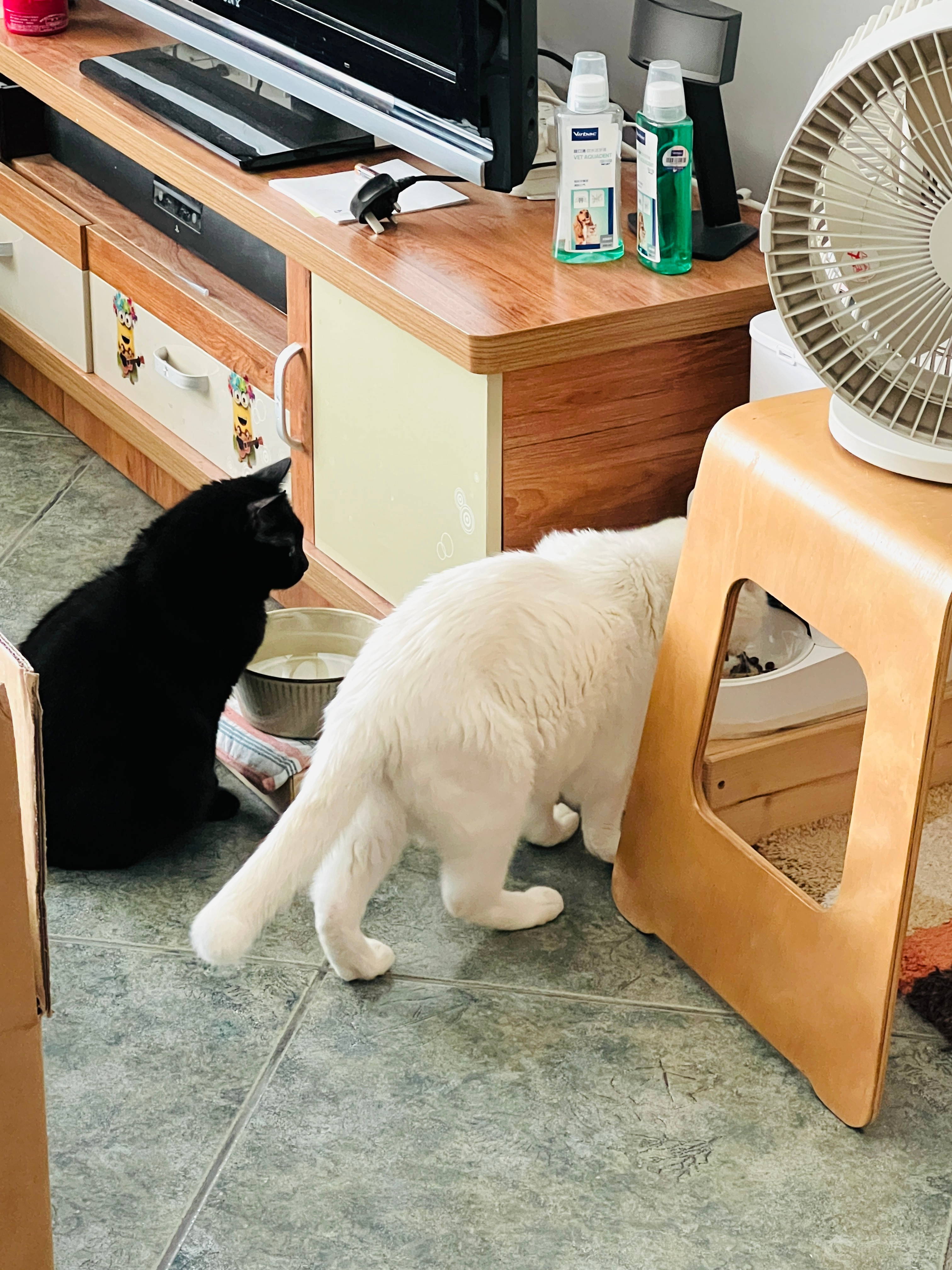 蝦：臭哥哥真能吃！