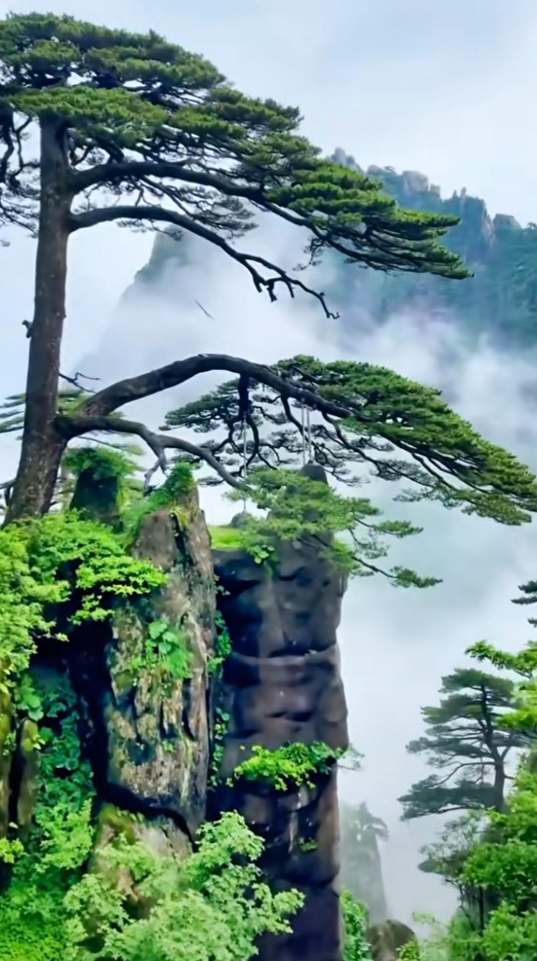 登黄山，赴一场山河之约自古便有“五岳归来不看山，黄山归来不看岳”的赞誉，这