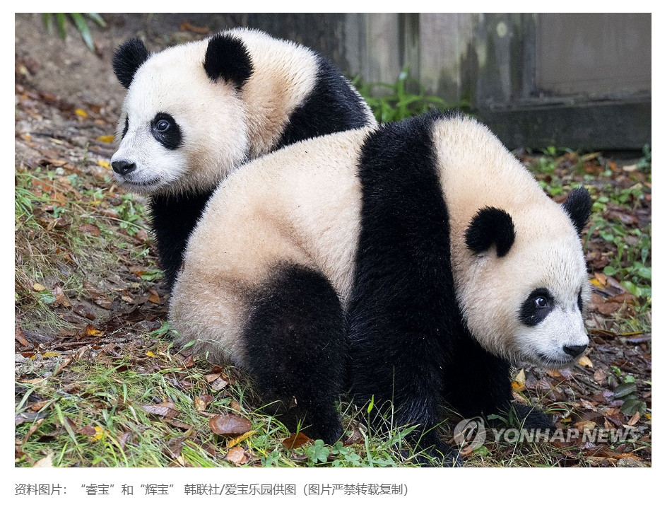 【中方就韩方请求租借大熊猫表明原则立场】（韩联社）海外新鲜事热点现场韩联社北