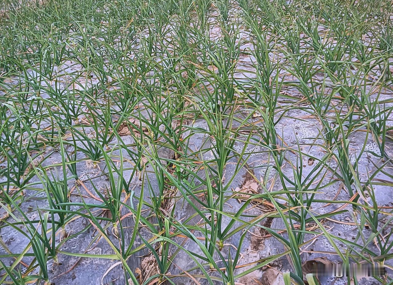 别再瞎种大蒜了，今年种大蒜，切记：宁早不晚，宁冷不热最近秋收收尾，不少蒜农