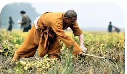 洛阳白马寺这帮师傅们可太拼了！这几天38度的高温，太阳跟下火似的，他们居然还在地