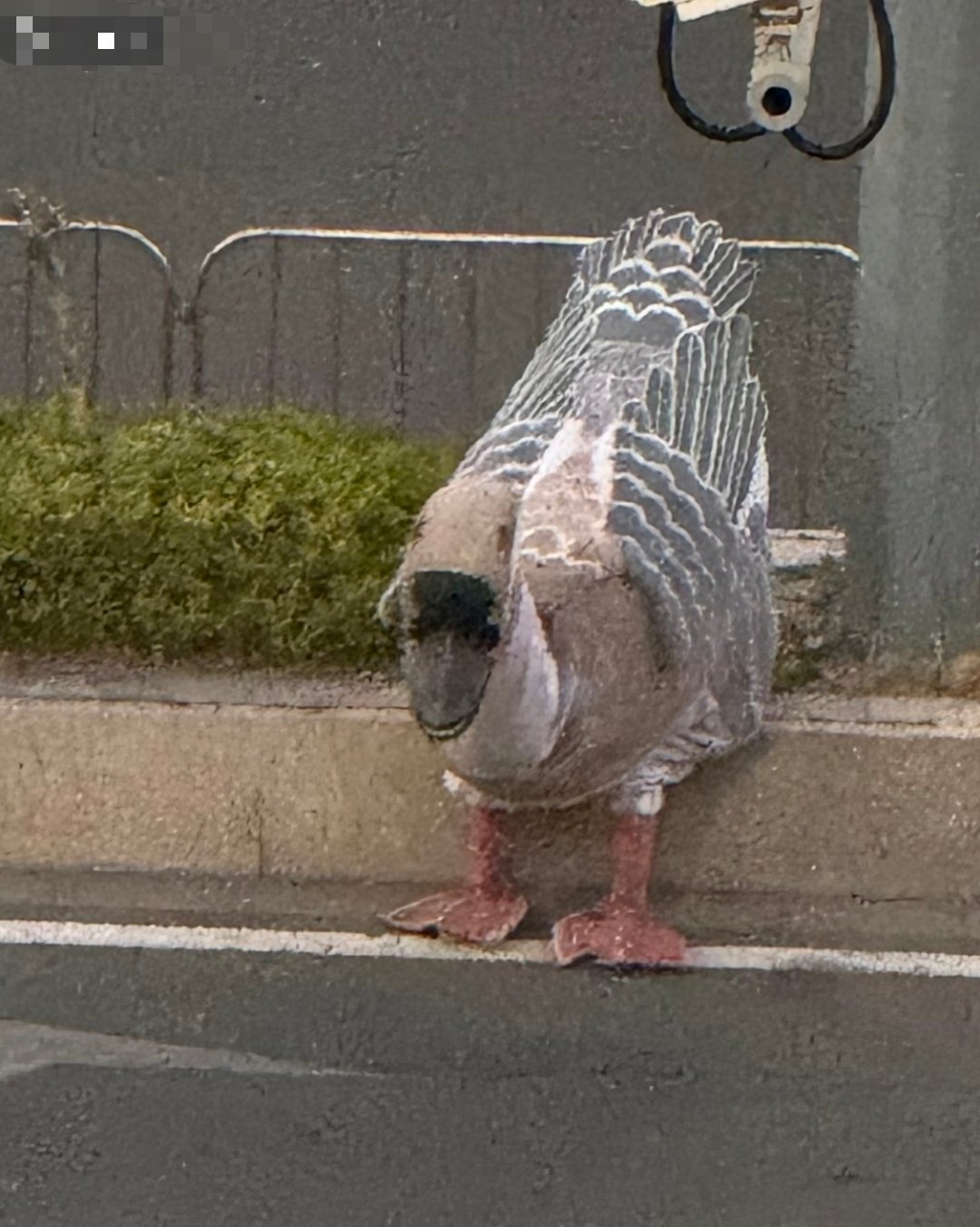 狮头鹅，看到后面才发现比例不对，哈哈哈哈哈哈哈哈哈