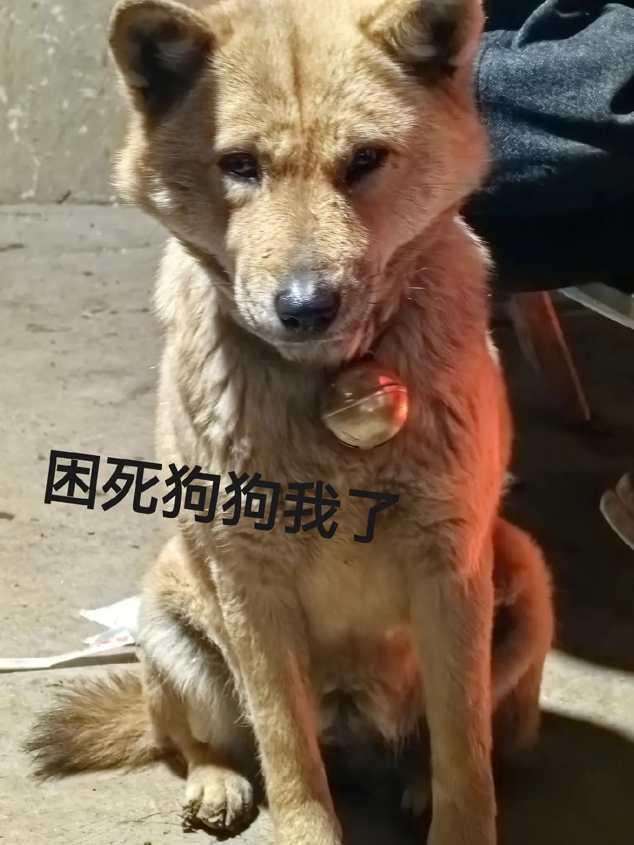 它好像有心事呢？中华田园犬