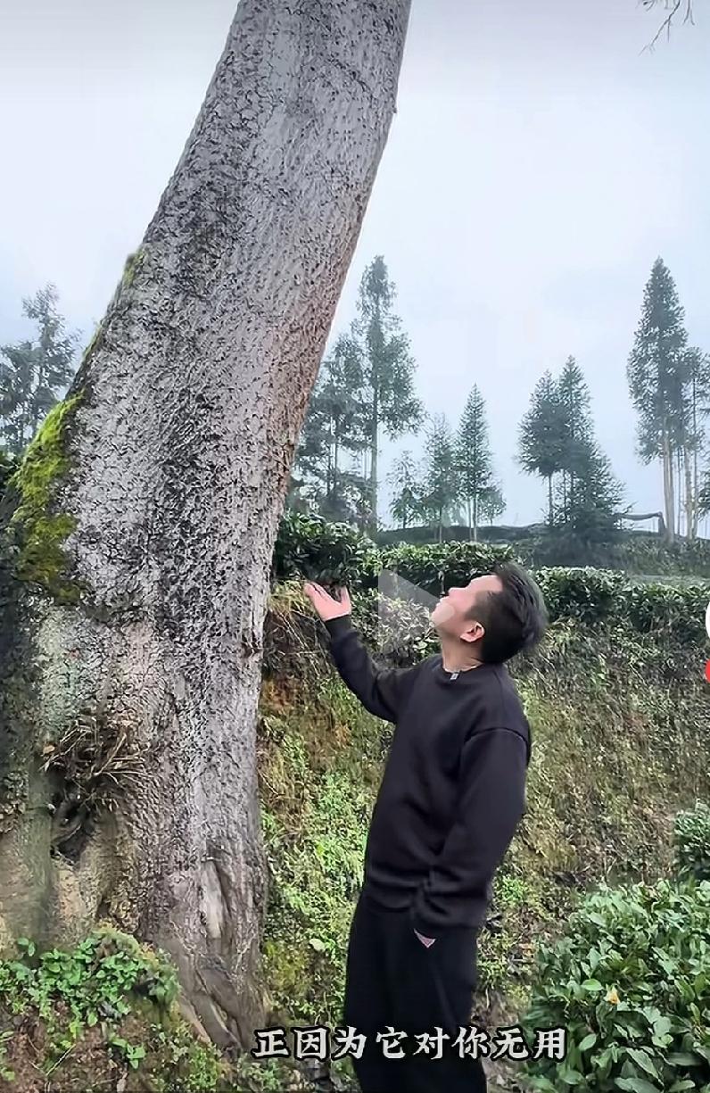 拿人与(人种植的)树木，去作价值和意义的对比，进而拿树生去折射人生，这明显就是比