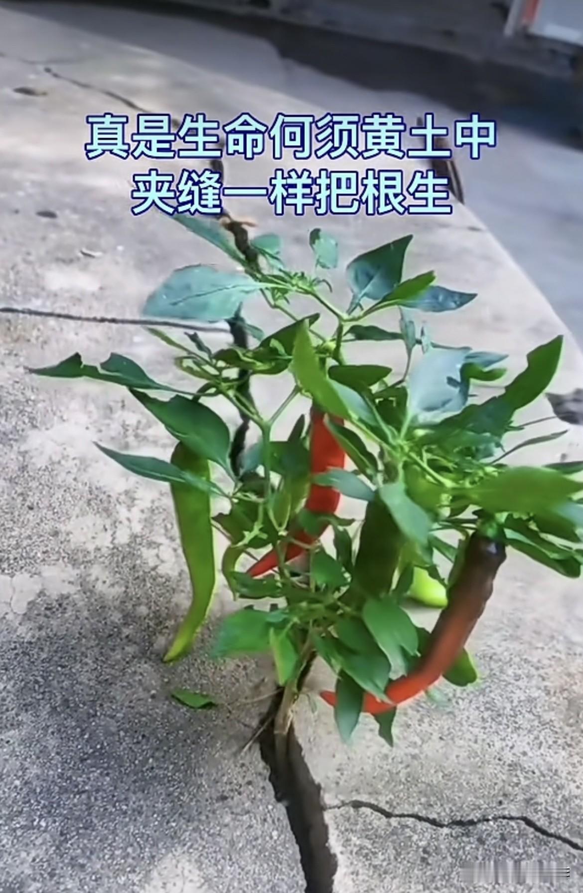 我的今日状态：😁轻松愉快我这里的天气：☀️晴天门口台阶上长出来一棵辣椒🌶