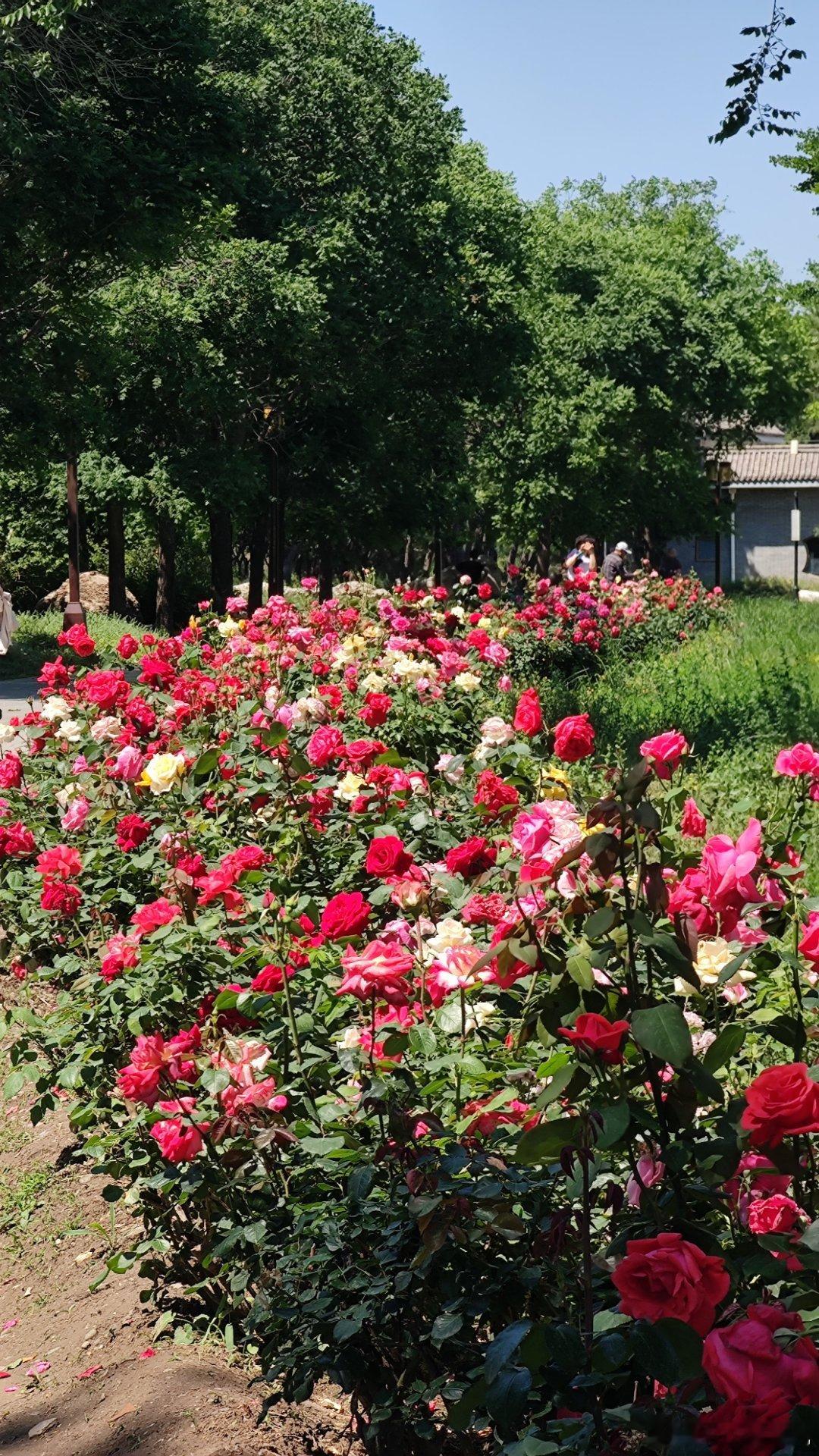 北京圆明园路边的月季花摄影​​​