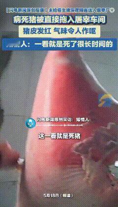 触目惊心、令人发指！记者在河北邯郸的一个生猪转运站，整整蹲守8天，揭开了背后的