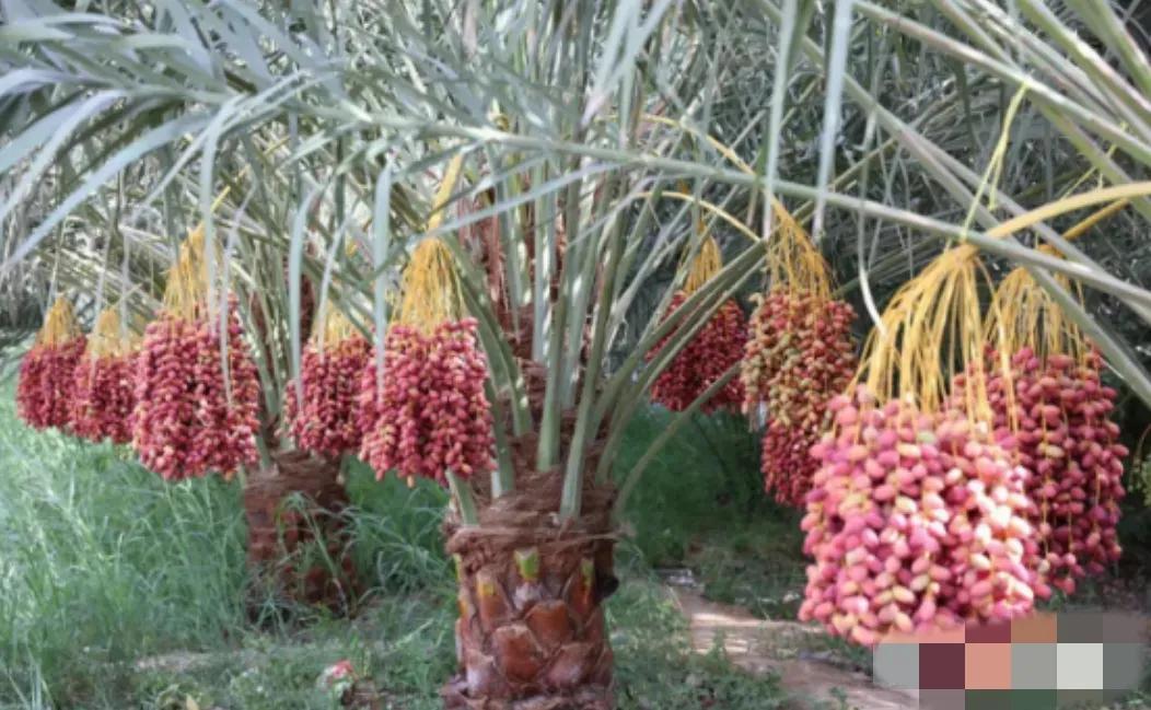 埃及在沙漠种植椰枣，改善了恶劣环境，甚至靠出口赚取了数亿美元，反观我国，2019