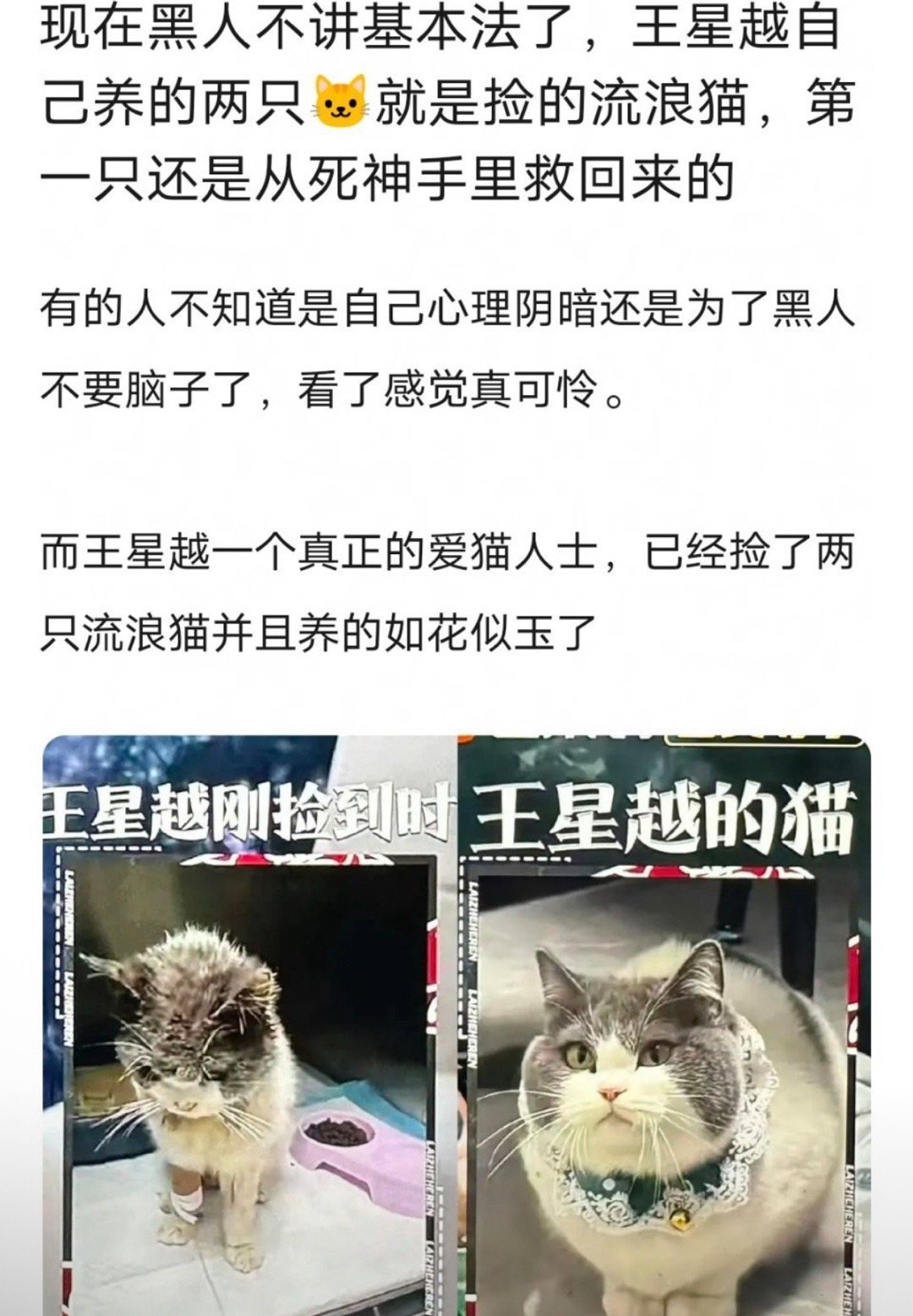 王星越确实很爱猫,捡的流浪猫也养得这么好,有心了