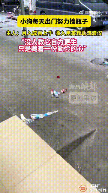 广东一名男子养了一只小狗，小狗从小就喜欢外出捡瓶子，每次叼一个瓶子回来，日积月累