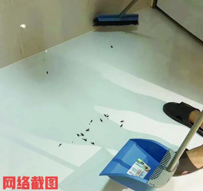 江苏南京有女子晚上在家休息。在休息的过程里女子总能听到蟋蟀的叫唤声，只是女子