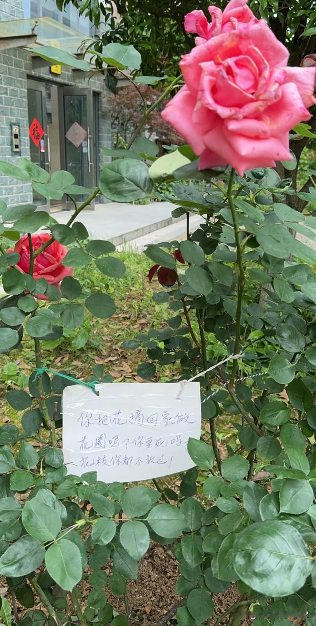 偷花之人连花枝都不放过，感觉其实被人剪了拿回家扦插去了吧？