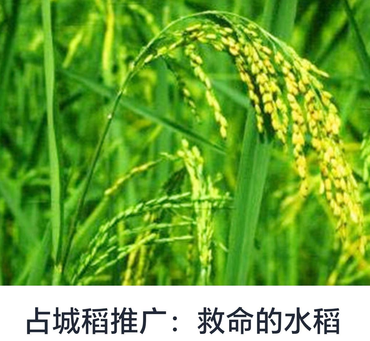 占城稻推广：救命的水稻——打造粮食安全的希望之光水稻作为全球最重要的粮食