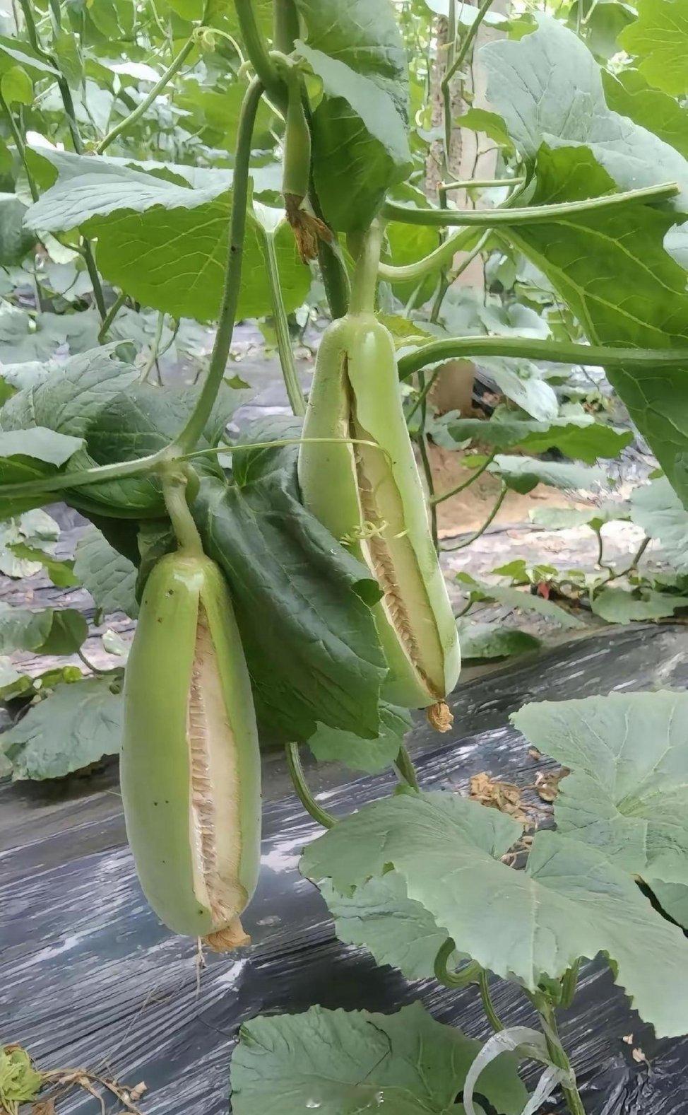 天爷啊，白忙活了半年。这可怎么办
