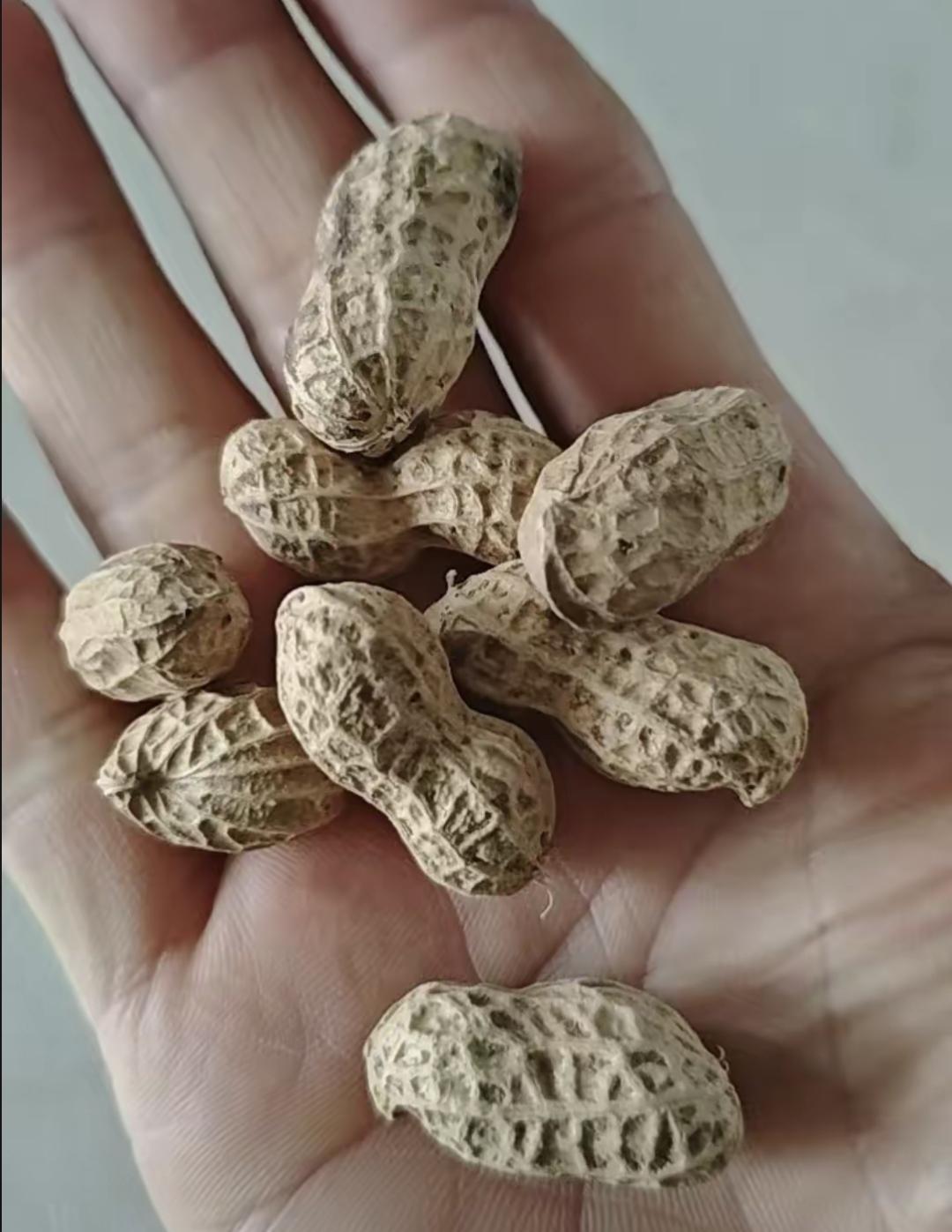 最近刷到一个大叔说他胃不好，天天吃生花生，现在舒服多了。我也试了几天，早上空腹嚼