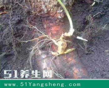 小人参和大树相亲相爱了, 挖参人看着尴尬不以!